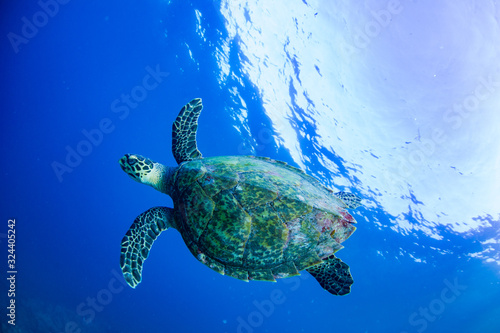 Green sea turtle swimming in clear blue water