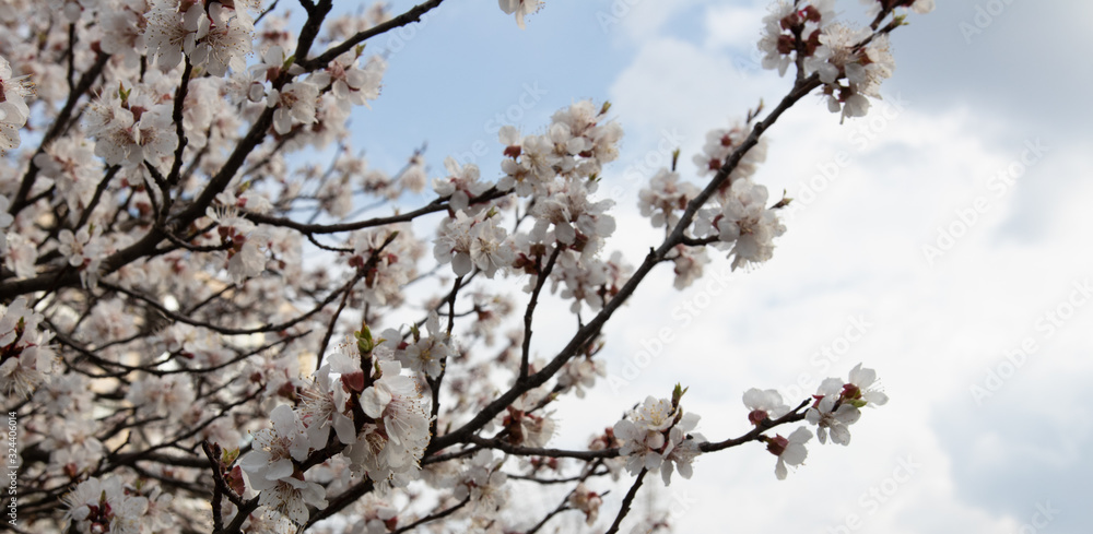 defocus. spring sakura / cherry blossom against blue sky defocus. spring sakura / cherry blossom against blue sky
