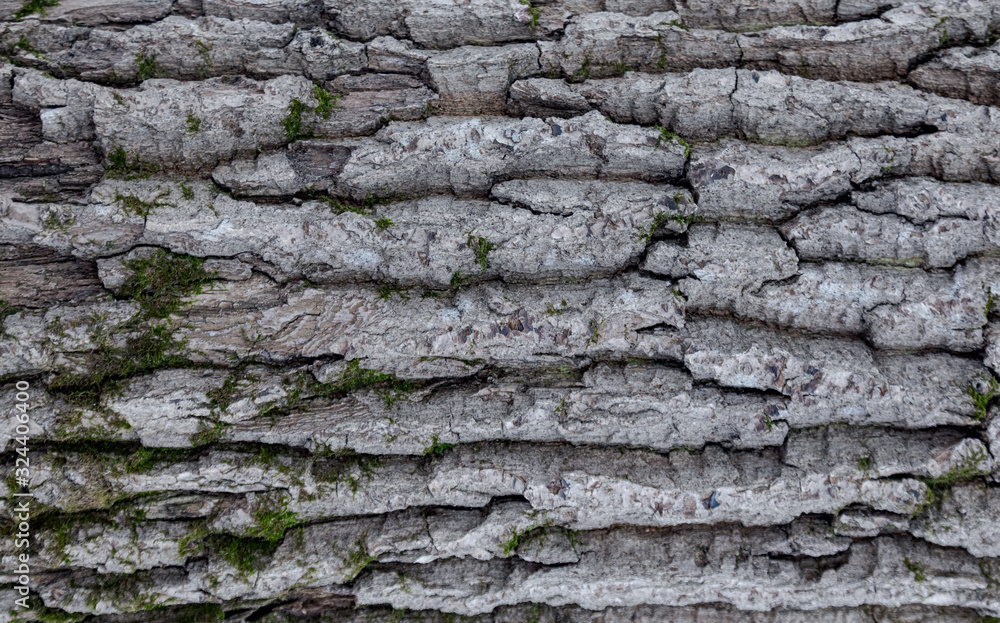 The texture of the tree bark. The texture of the tree bark. Part of a tree in daylight. Account for designers. Tree and its structure, background made of bark. The texture of the tree bark. The texture of the tree bark. Part of a tree in daylight. Account for designers. Tree and its structure, background made of bark.