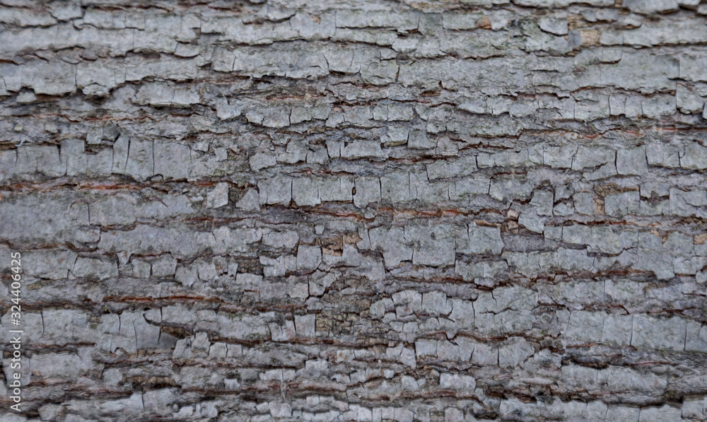 The texture of the tree bark. The texture of the tree bark. Part of a tree in daylight. Account for designers. Tree and its structure, background made of bark. The texture of the tree bark. The texture of the tree bark. Part of a tree in daylight. Account for designers. Tree and its structure, background made of bark.