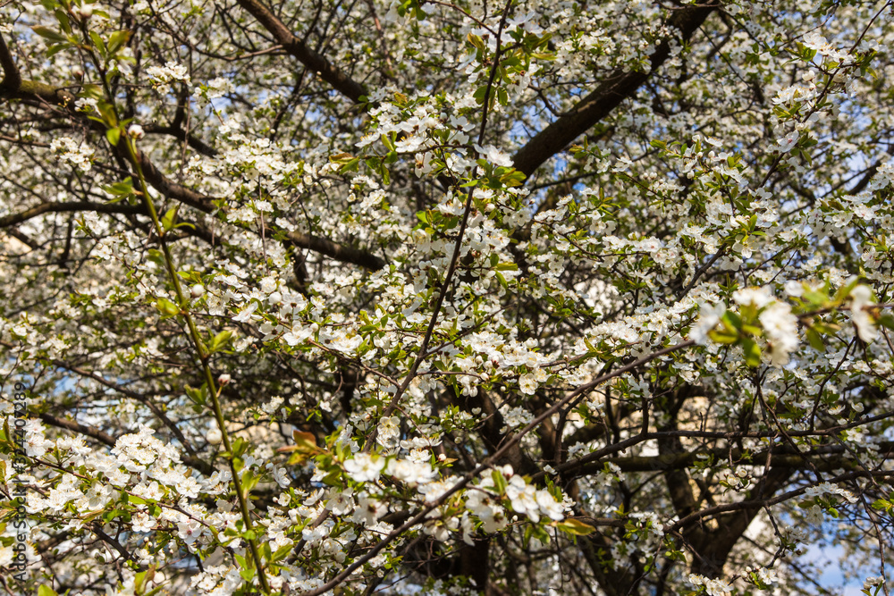 Fototapeta premium defocusing. Spring. blooms with white flowers sakura / cherry