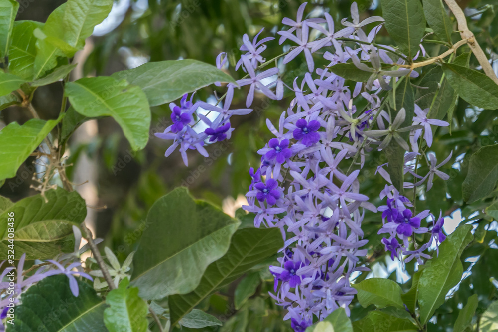 Gray, purple and blue combined in one flower