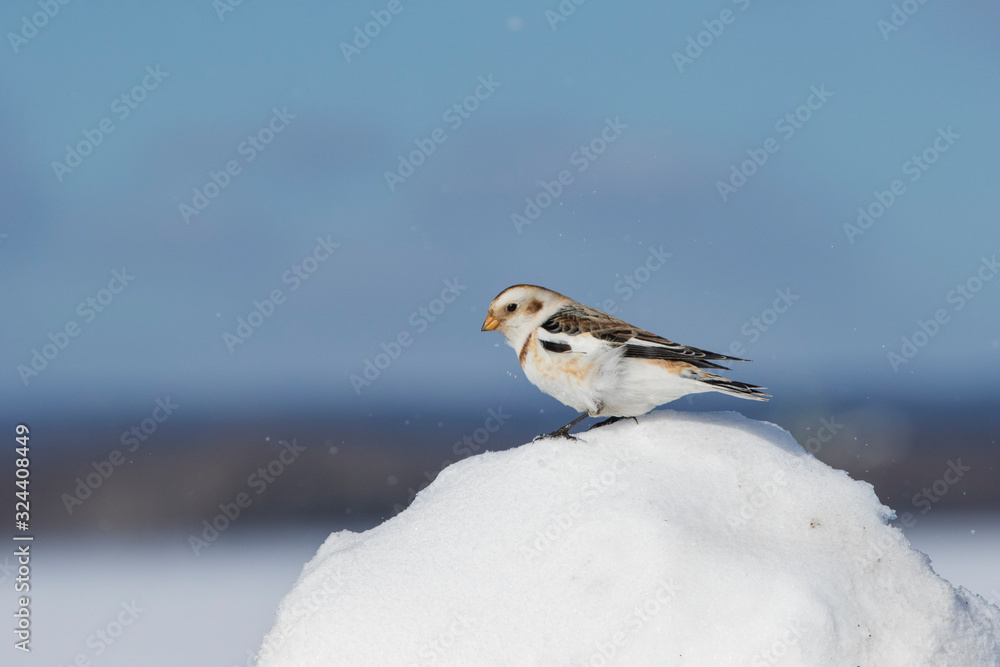 Snow bunting (Plectrophenax nivalis) feeding in winter Snow bunting (Plectrophenax nivalis) feeding in winter