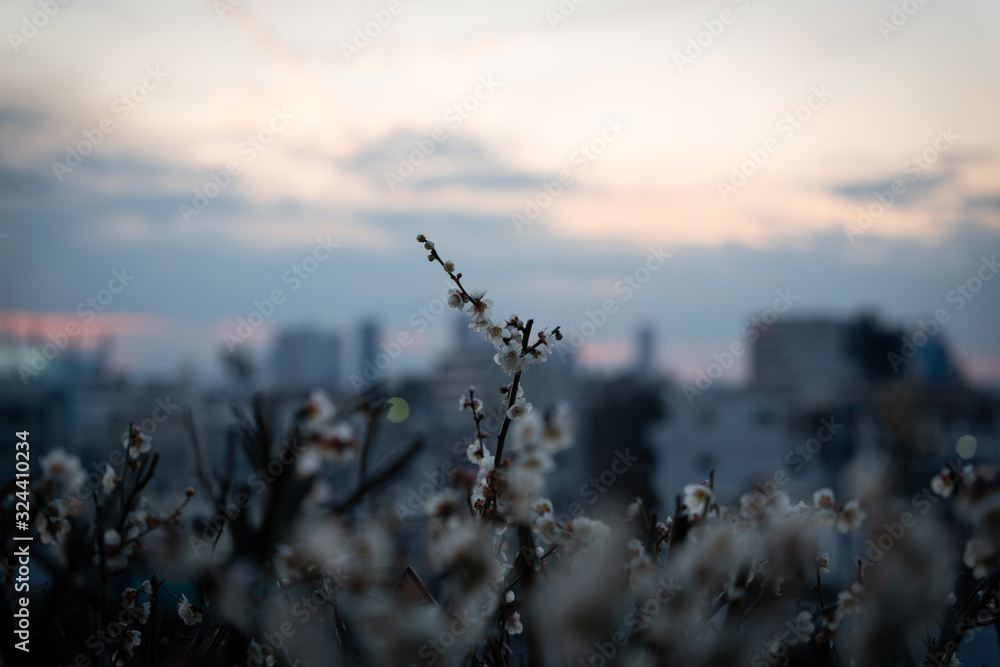 Beginning of early spring Beginning of early spring