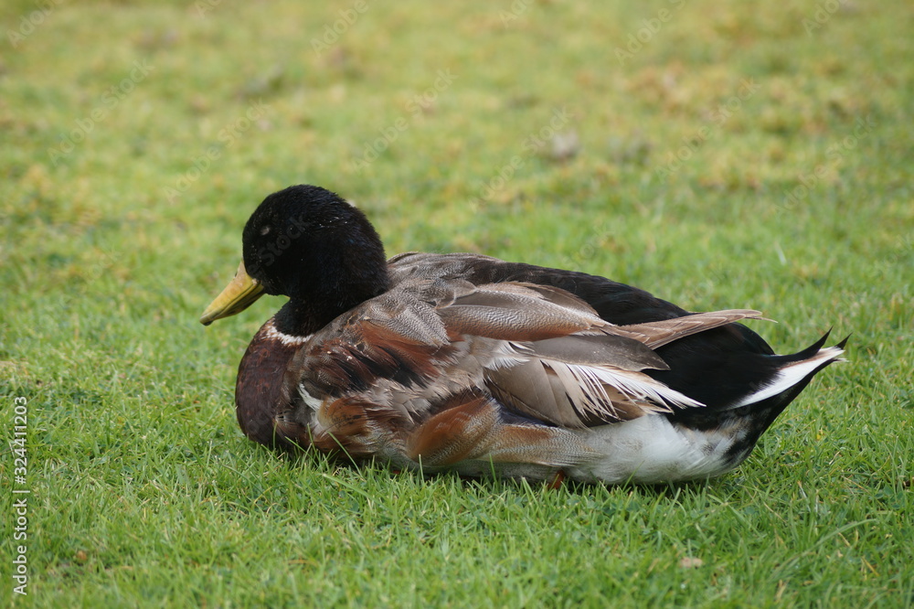 Obraz premium Pato descansando 