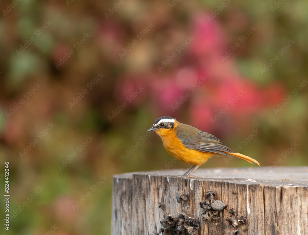 Fototapeta premium White-Browed Robin chat seen around lake Naivasha, Kenya, Africa