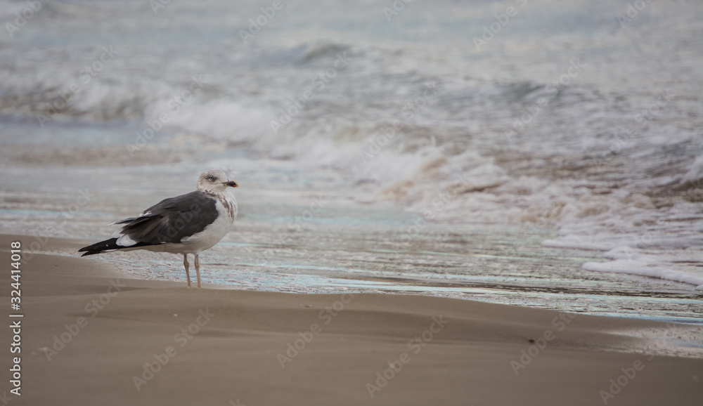 seagull on the beach, with waves and sand seagull on the beach, with waves and sand