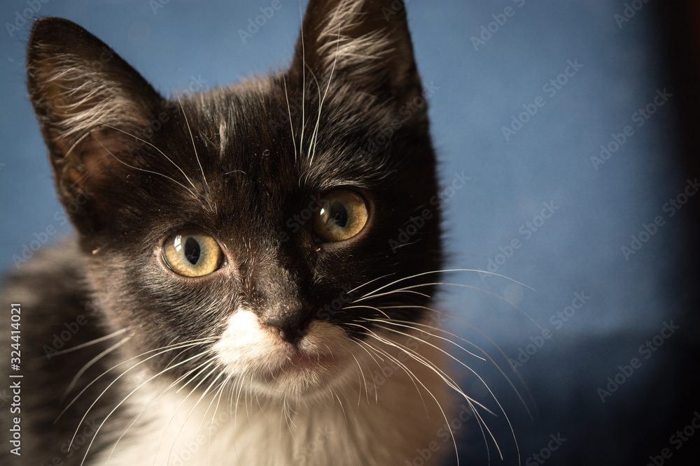 portrait of a cat, with color black and white, pet cat