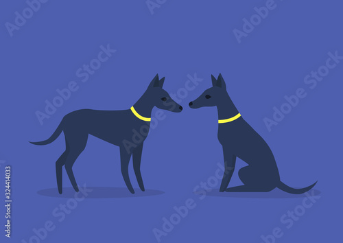 A set of two cute skinny dogs, sitting and standing