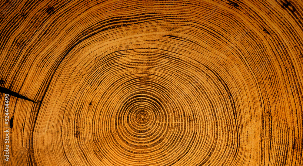 Old wooden spiral tree cut surface. Detailed warm dark brown and orange  tones of a felled