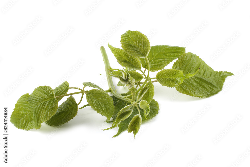 Blackberry branch isolated on white Blackberry branch isolated on white