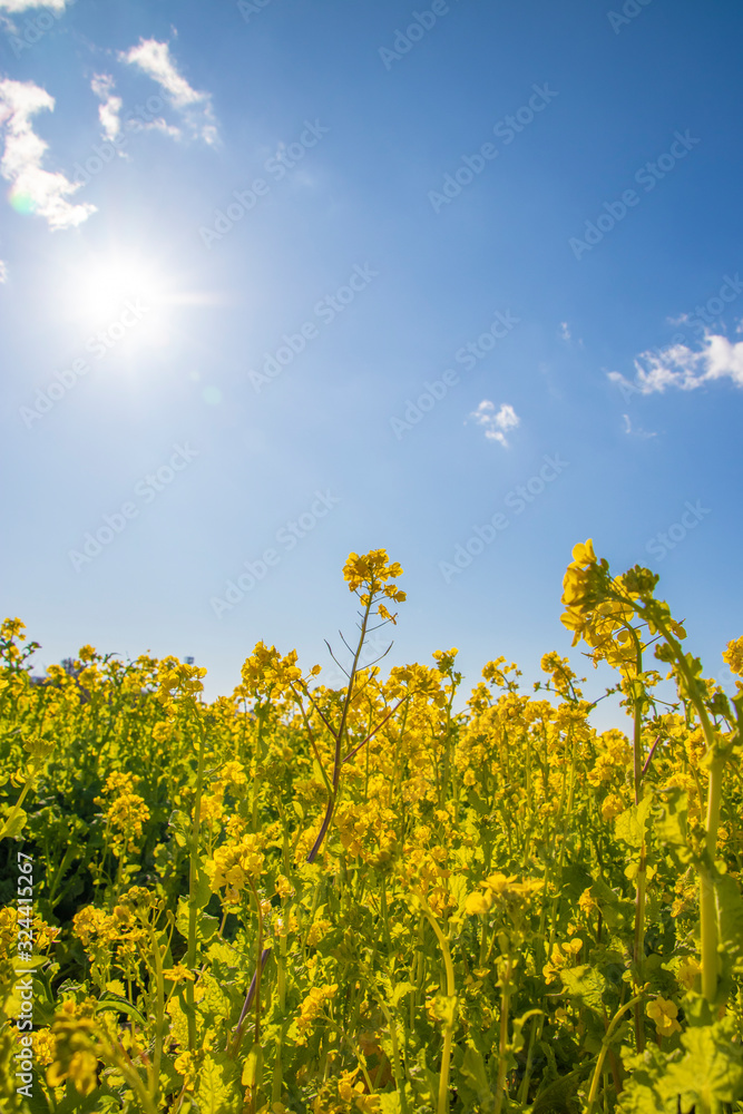 Obraz premium 菜の花と青空