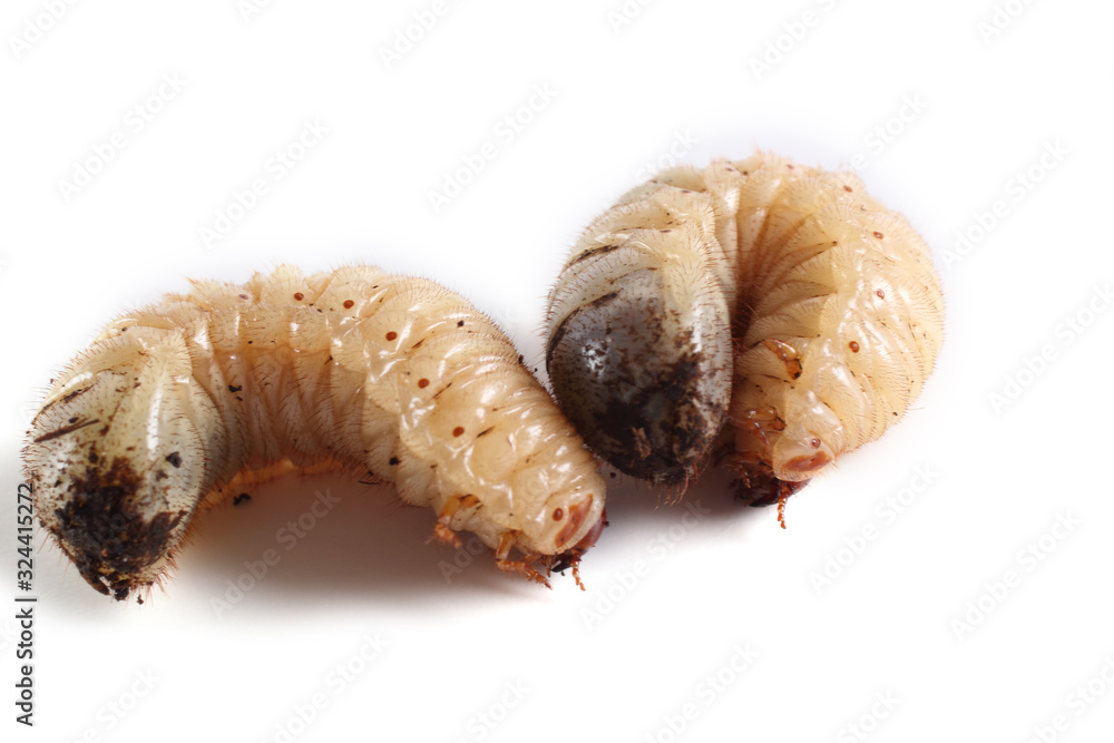 Green rose chafer larva. Useful insect. Larvas improve soil (recycle organics) Green rose chafer larva. Useful insect. Larvas improve soil (recycle organics)