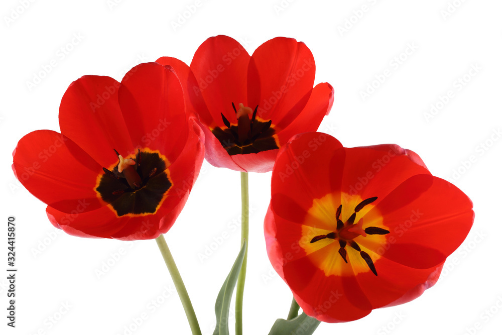 Red vertical tulips isolated on white Red vertical tulips isolated on white