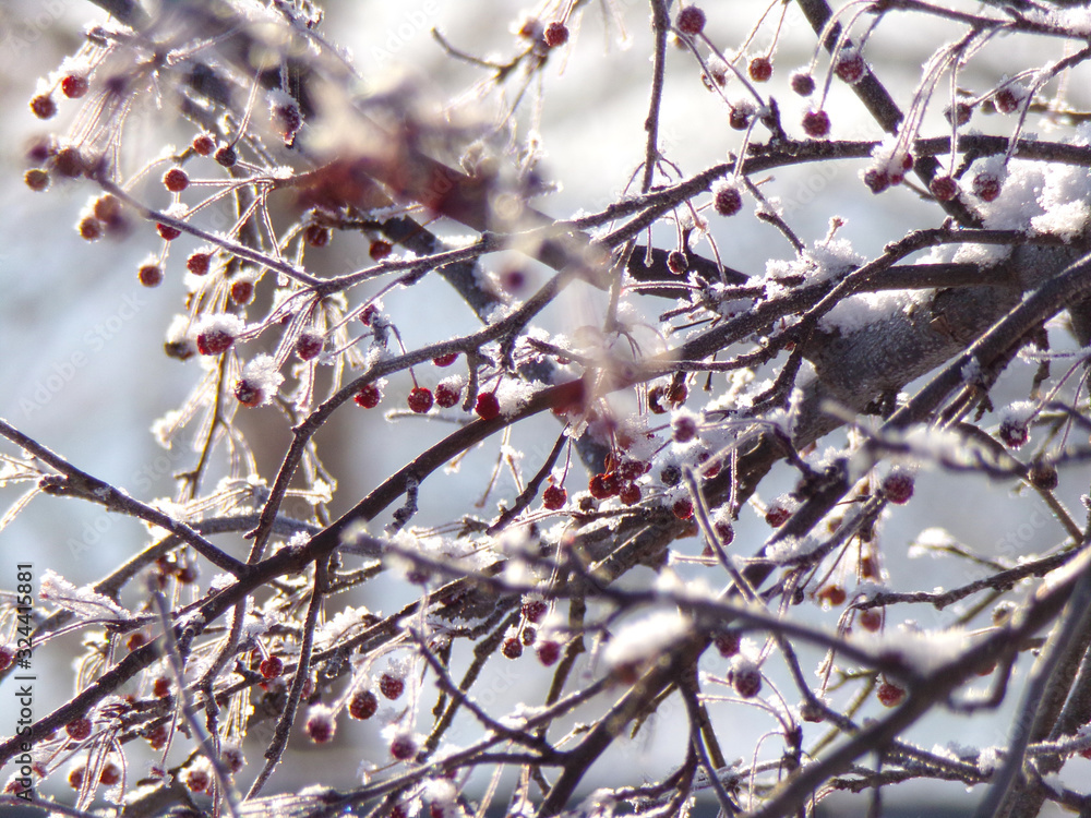 Tree branches with red berries in the snow close-up. Snowy winter. Tree branches with red berries in the snow close-up. Snowy winter.