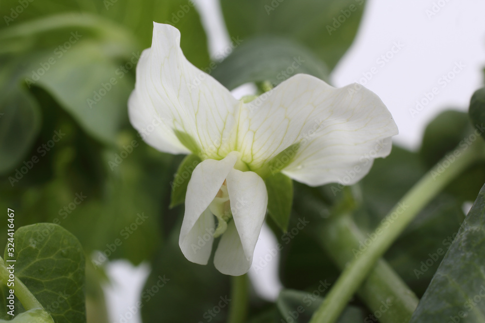 Pea plant blossom. Macro background Pea plant blossom. Macro background