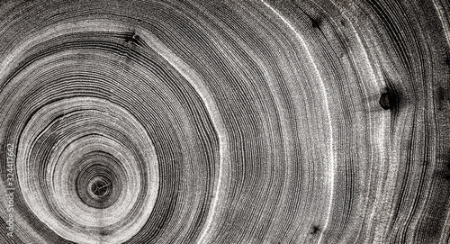 Black and white spiral of wood texture. Felled tree trunk or stump. Tight organic tree rings with close up of end grain.