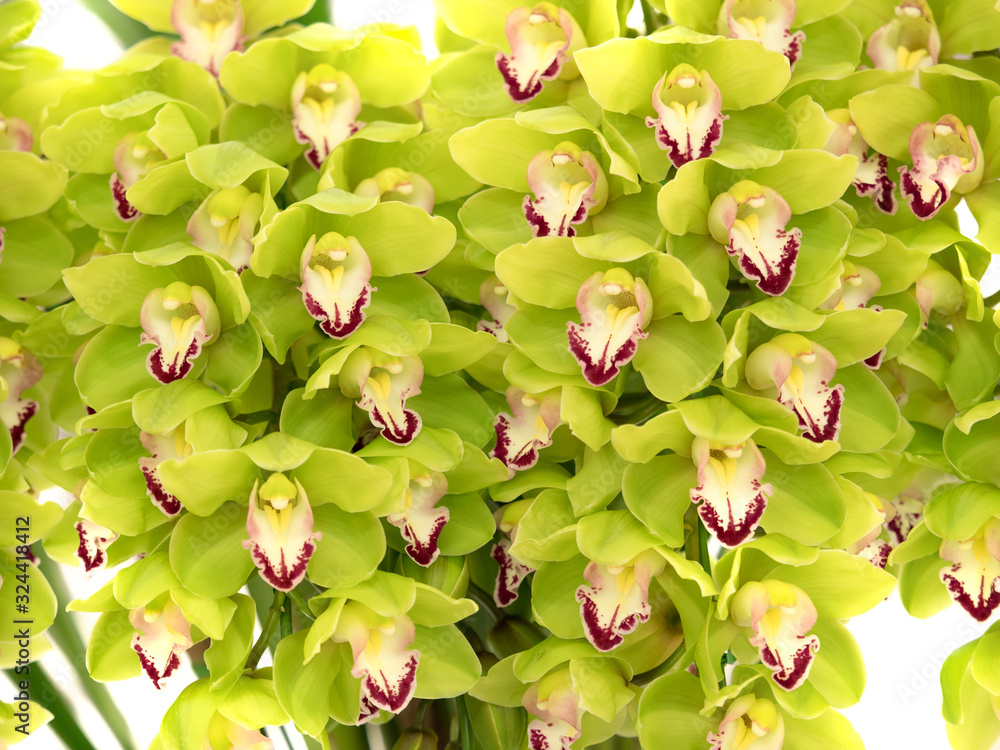 Obraz premium シンビジウム