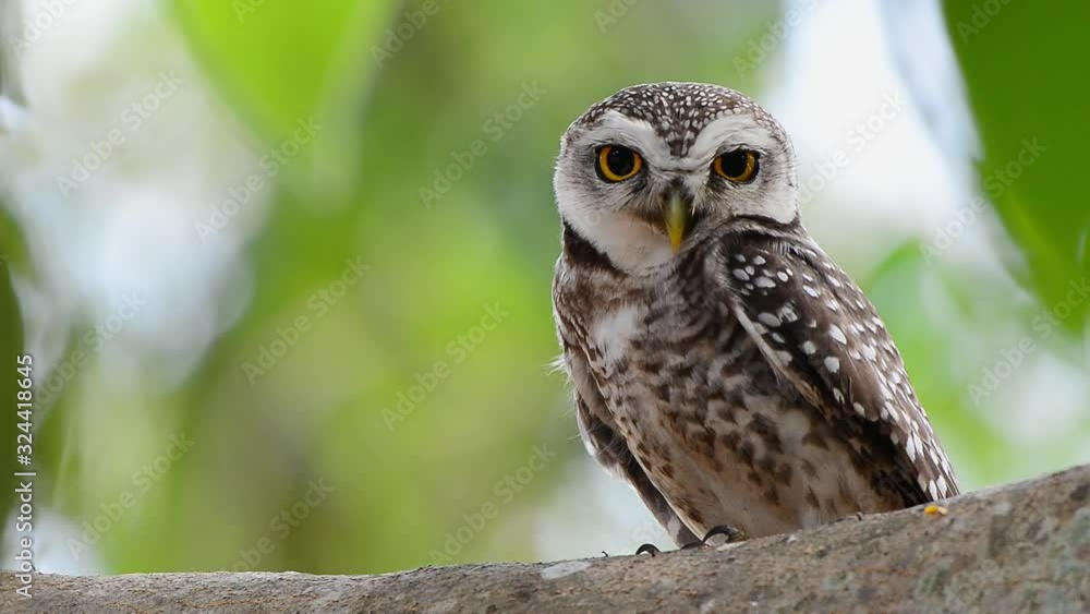 Beautiful spotted owl,full HD video. Cute owl with big eyes perching on branch turning head looking up and down left and right in the morning sunlight. Beautiful spotted owl,full HD video. Cute owl with big eyes perching on branch turning head looking up and down left and right in the morning sunlight.