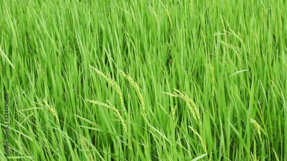 Green paddy rice field moving by windy, Landscape green nature with wind breeze Green paddy rice field moving by windy, Landscape green nature with wind breeze
