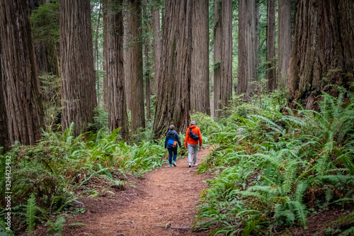 Hikers walking through the redwoods at Jedediah Smith State Park in Northern California photo