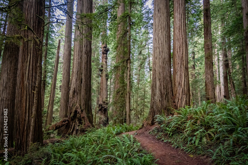 Hiking trail winding through massive redwood trees at Jedediah Smith State Park in Northern California