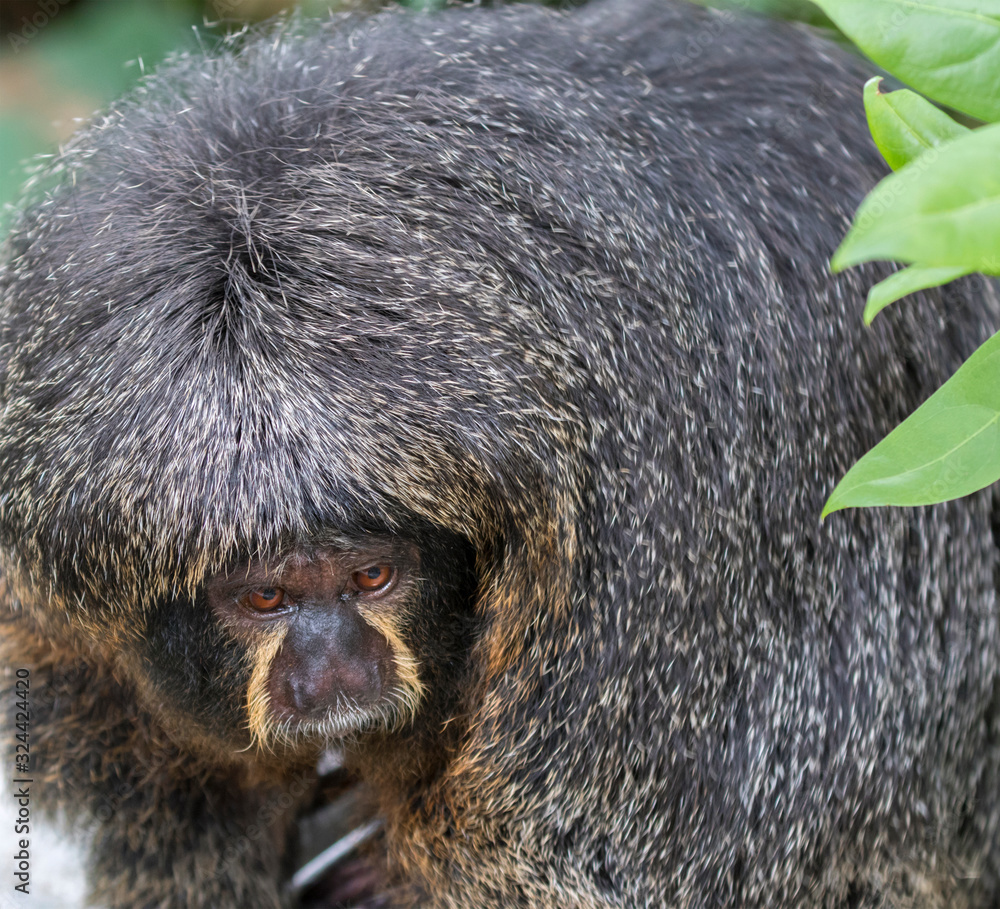The female white-face saki monkey (Pithecia pithecia) close up Stock ...