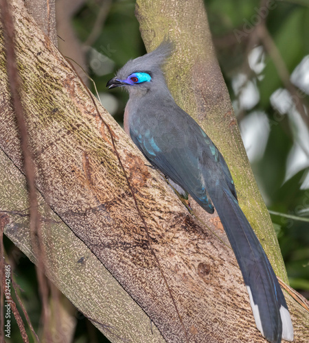 Crestedafrica, african, avian, background, beak, beautiful, bird, blue, close-up, closeup, color, colorful, coua, coua cristata, crest, crested, crested coua, cristata, cucko Coua perched on the tree  photo