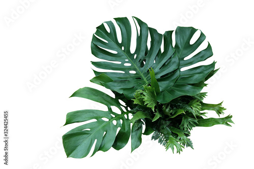 Tropical green leaves forest plant Monstera, fern, and climbing bird’s nest fern foliage plants floral bunch for wedding and ceremony decoration isolated on white background with clipping path.