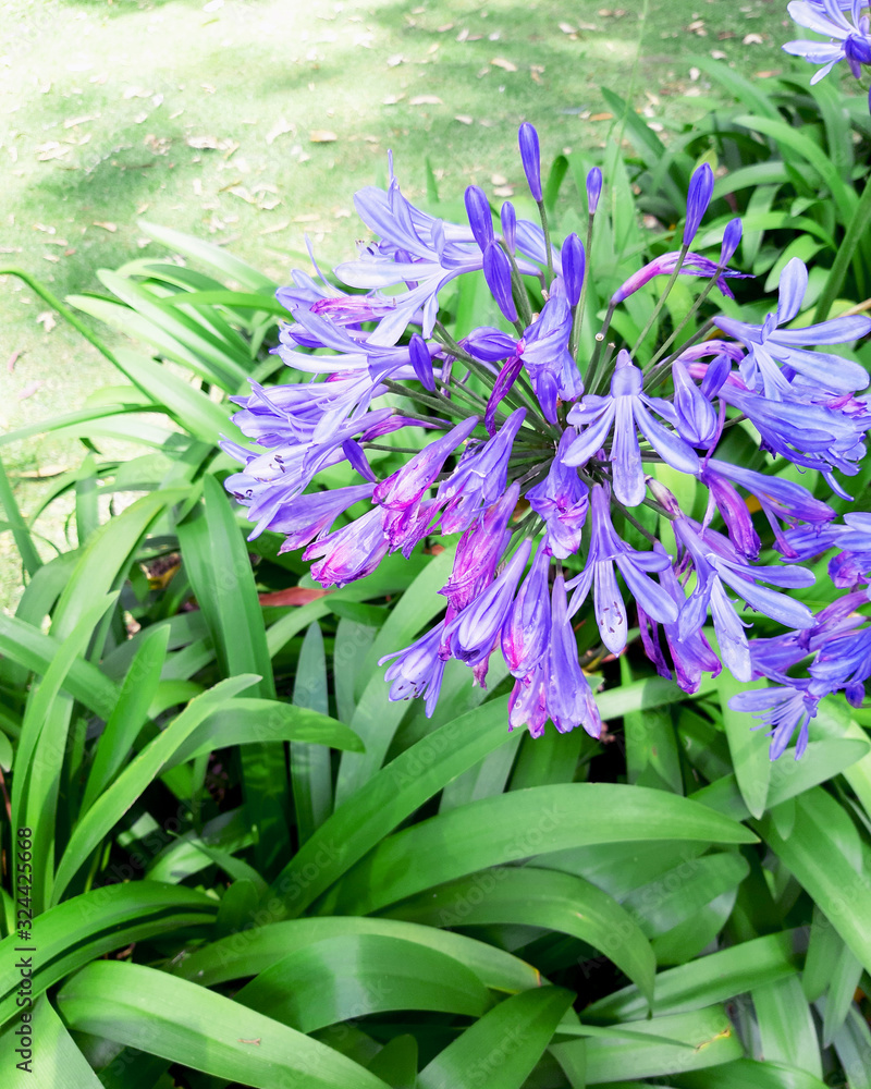 Obraz premium Purple Agapantha Colombian Flora Love Flower