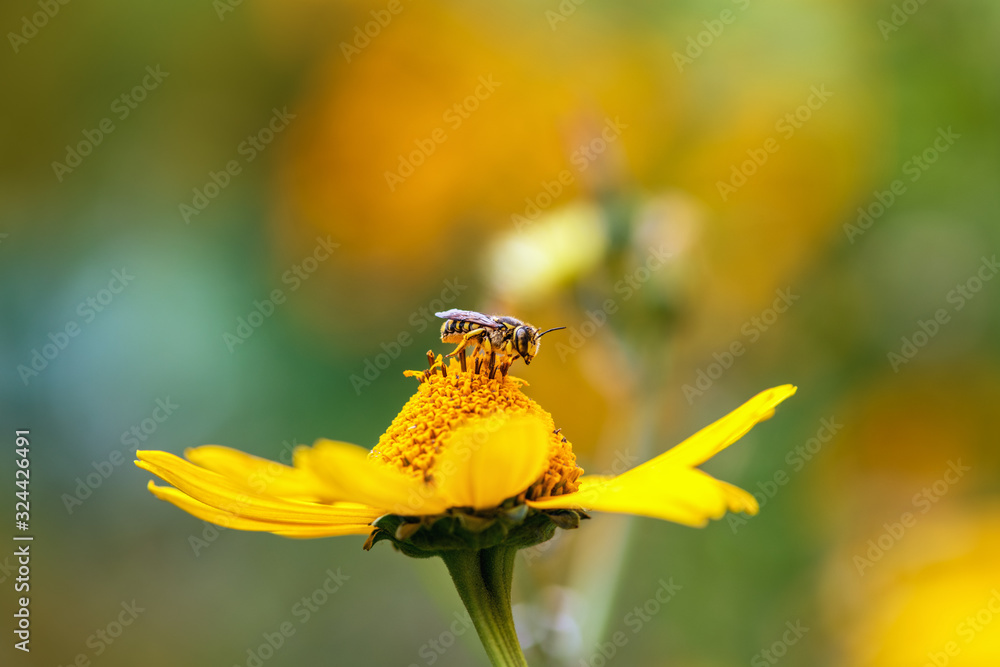 Bee. Close-up of a large striped bee sitting on a yellow flower and collects nectar on a green background on a Sunny summer day. Macro Bee. Close-up of a large striped bee sitting on a yellow flower and collects nectar on a green background on a Sunny summer day. Macro