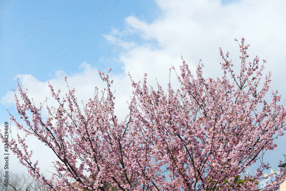 日立紅寒桜 日立紅寒桜