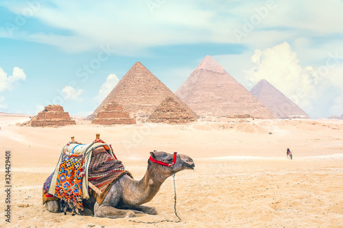 Camel lies in front of the pyramids from the Giza Plateau. Pyramid of Menkaure  Khafre and Cheops