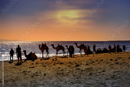 Camel Silhouettes on the beach at sunset time.