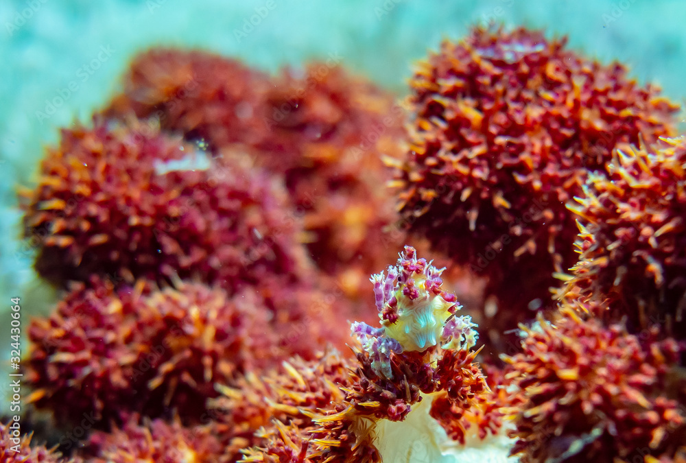 Fototapeta premium OLYMPUS DIGITAL CAMERA