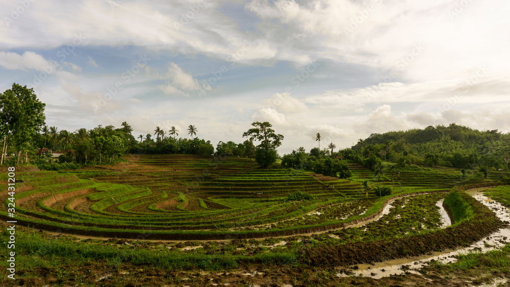 Beautiful view of Mareje Lombok's traditional fields. A nature walk in green paddy terrace. Summer vacation in Lombok, Indonesia. New Rice Fields.