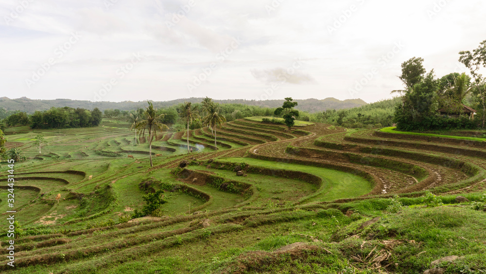 Beautiful view of Mareje Lombok's traditional fields. A nature walk in green paddy terrace. Summer vacation in Lombok, Indonesia. New Rice Fields.