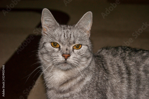 Displeased beautiful gray striped cat with evil yellow eyes.