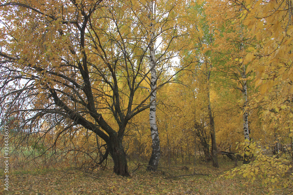 Forest strip of trees of different breeds, in the Golden decoration of autumn on a cloudy day.