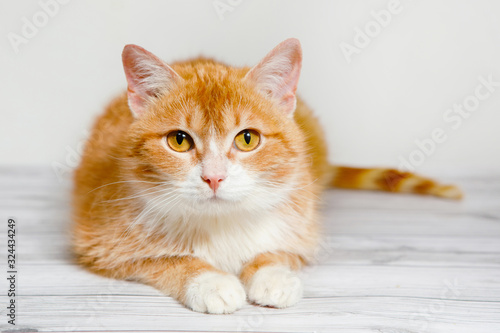 Fluffy red cat with white spots.