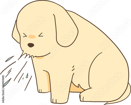 ゴールデンレトリバーの子犬（くしゃみ）