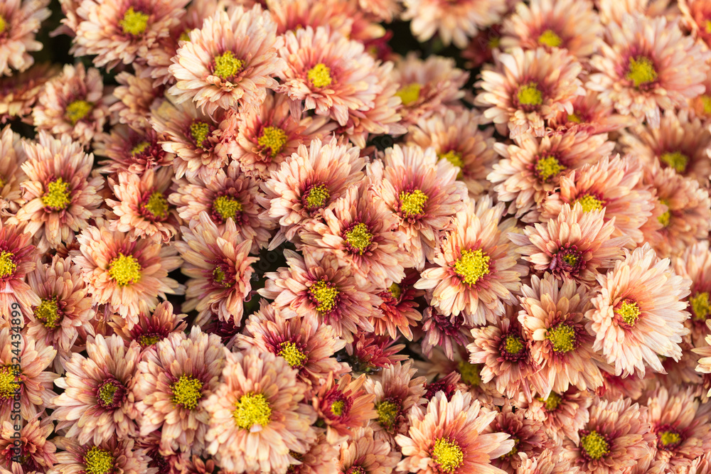 Take a close up shot of the Daisy Take a close up shot of the Daisy