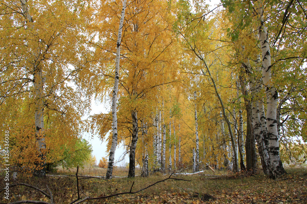 Cloudy autumn day. Birches of the forest strip are decorated with yellow foliage.