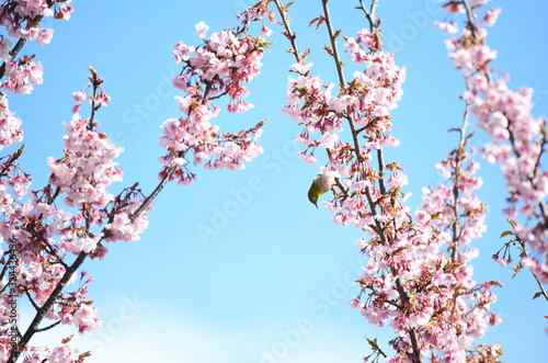 寒桜とメジロ © tomo