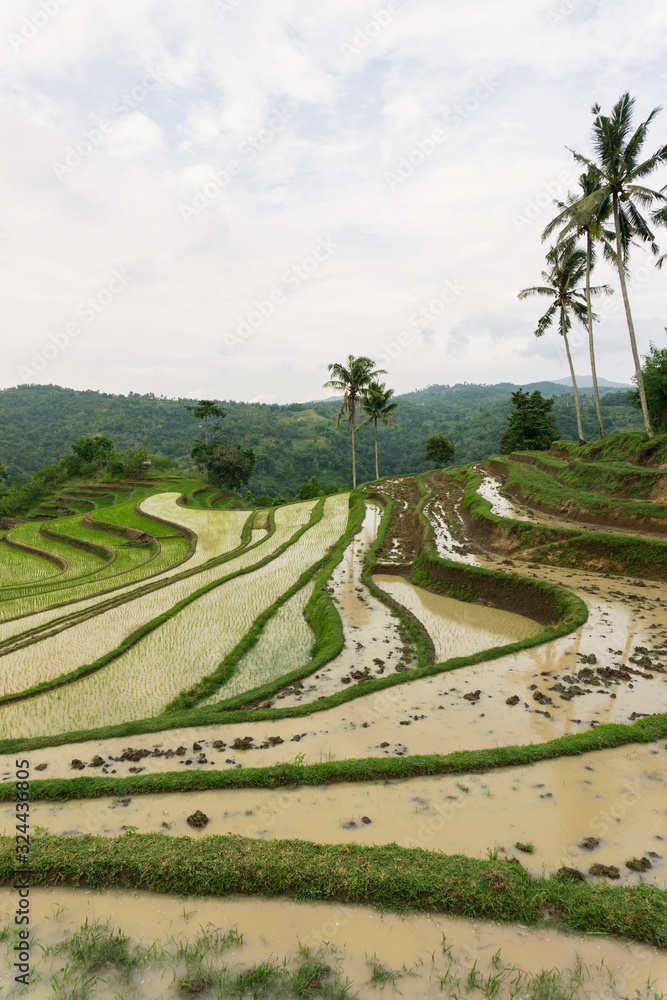 Beautiful view of Mareje Lombok's traditional fields. A nature walk in green paddy terrace. Summer vacation in Lombok, Indonesia. New Rice Fields.