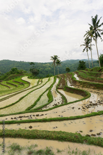 Beautiful view of Mareje Lombok s traditional fields. A nature walk in green paddy terrace. Summer vacation in Lombok  Indonesia. New Rice Fields.