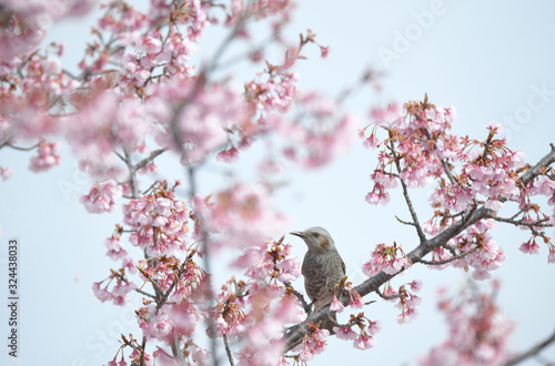 ヒヨドリと桜