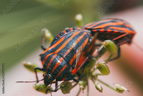 Graphosoma lineatum. Two beetle minstrel breed sitting on a branch of a green plant. Selective focus macro with bokeh background