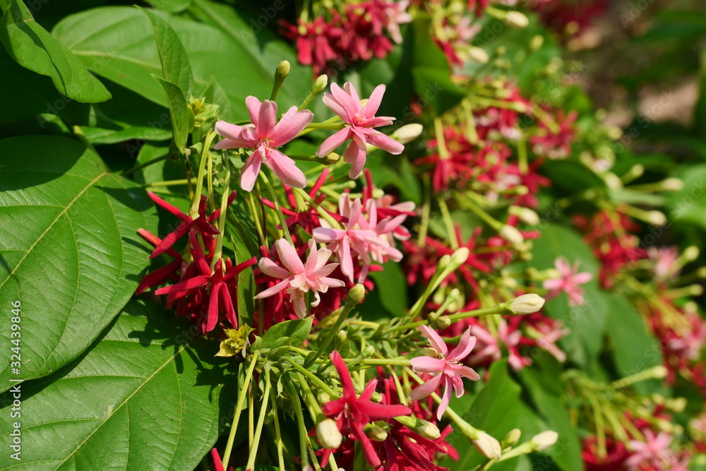 Rangoon Creeper or Chinese honeysuckle ( Combretum indicum ) blossom with natural green leaves in background, Group of pink and red flowers in Thailand Rangoon Creeper or Chinese honeysuckle ( Combretum indicum ) blossom with natural green leaves in background, Group of pink and red flowers in Thailand