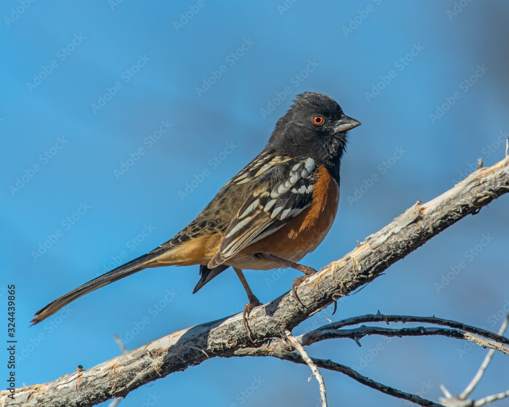 Fototapeta premium Spotted Towhee